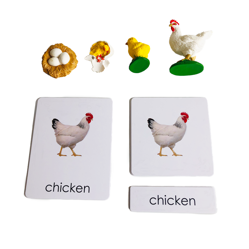 Life Cycle Animals Cards and M - Kids Toys Cycle 评论和价格