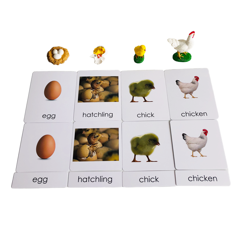 Life Cycle Animals Cards and M - Kids Toys Cycle 评论和价格