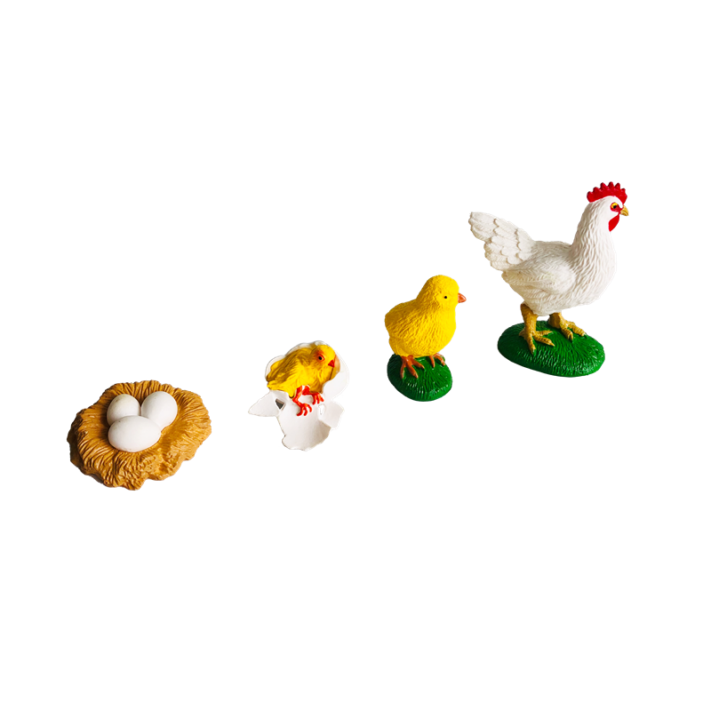 Life Cycle Animals Cards and M - Kids Toys Cycle 评论和价格