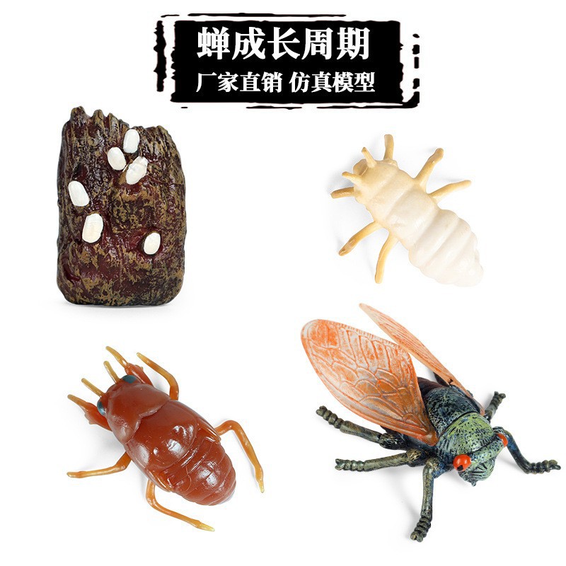 Life Growth Cycle Simulation I - Kids Toys Cycle 评论和价格