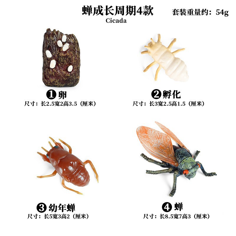 Life Growth Cycle Simulation I - Kids Toys Cycle 评论和价格