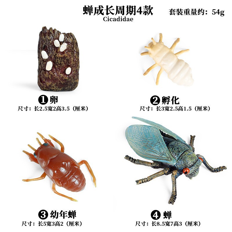 Life Growth Cycle Simulation I - Kids Toys Cycle 评论和价格